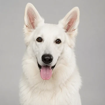 A white shepherd dog