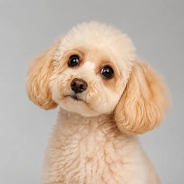 An apricot toy poodle