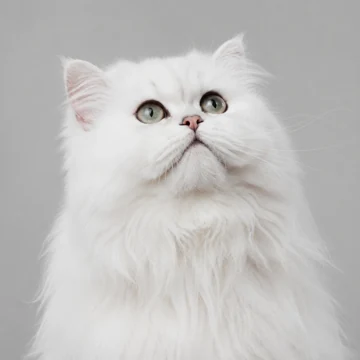 A long-haired white cat