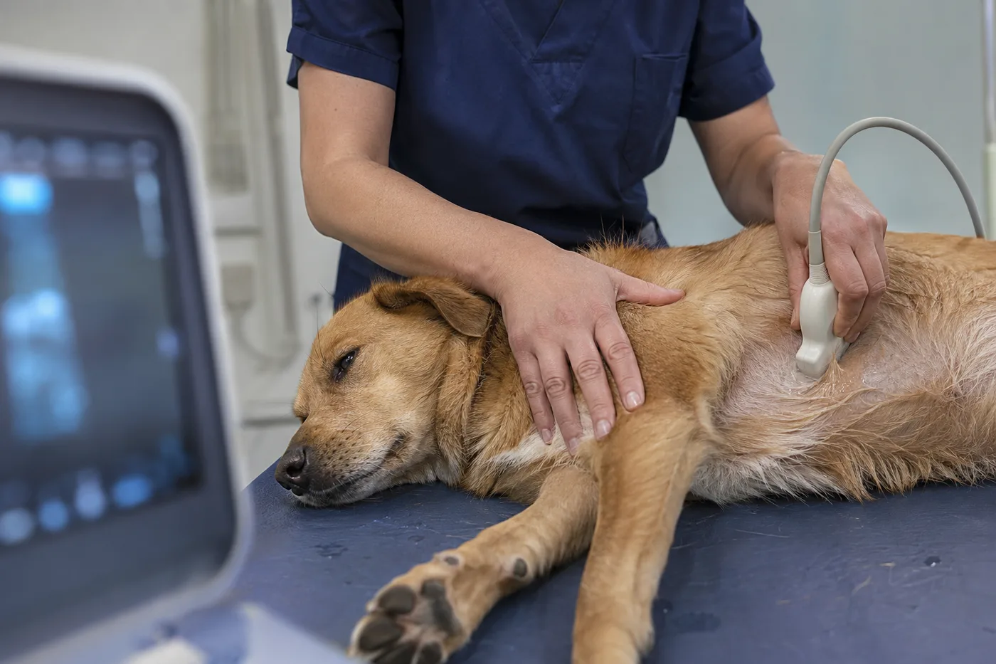 A veterinarian performing a dog ultrasound on a calm golden dog at Promontory Animal Hospital in Chilliwack