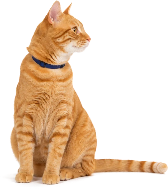 A ginger tabby cat sitting in profile