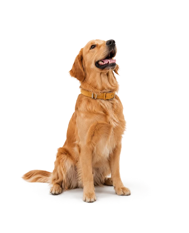 A golden retriever sitting and looking up