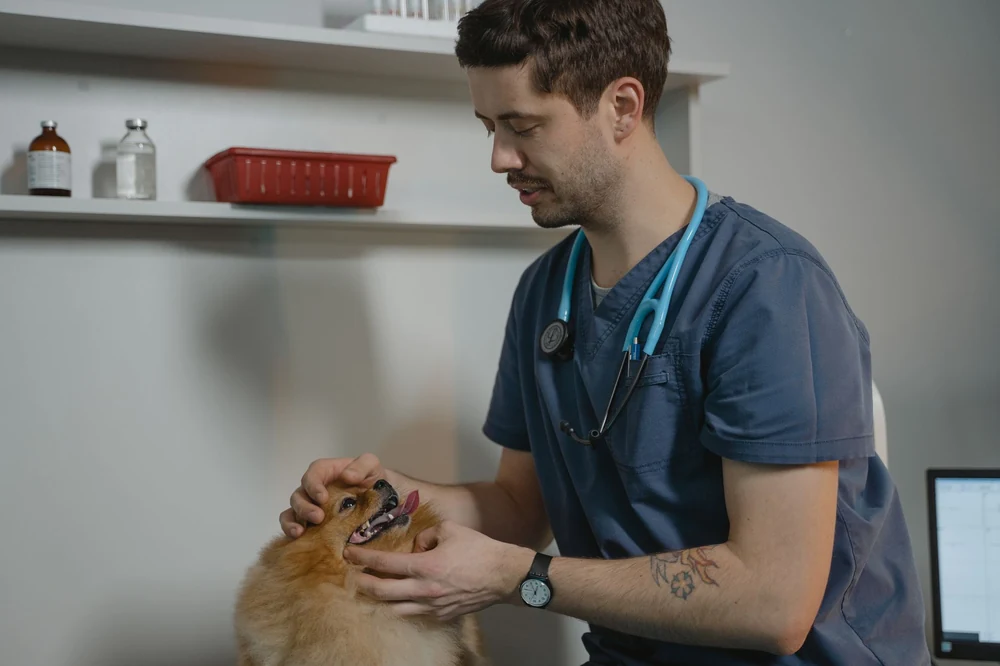 A veterinarian in scrubs checking a small dog's teeth